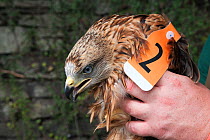Red kite (Milvus milvus) being held in mans hands ready for release into the wild by the Forestry Commission, Grizedale, Cumbria, UK, August 2011. Captive.