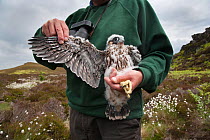 Peregrine falcon chick (Falco peregrinus) with Ornithologist extending one wing, Northumberland National Park, UK, June 2011. Captive.