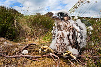 Peregrine falcon (Falco peregrinus) chick sitting on ground just after being ringed, Northumberland National Park, UK, July 2011. Captive.