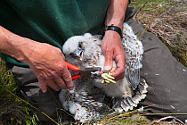 Peregrine falcon (Falco peregrinus) Ornithologist ringing chick, Northumberland National Park, UK, July 2011. Captive.
