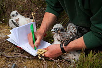 Peregrine chicks (Falco peregrinus) ringed with  Ornithologist recording data, Northumberland National Park, UK, July 2011. Captive.