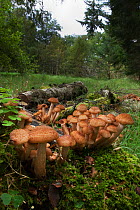 Honey fungus (Armillaria mellea) in woodland, Northumberland National Park, UK, September.