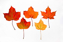 Field maple (Acer campestre) leaves photographed on white background in autumn, UK.