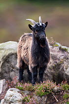 Wild / Domestic goat (Capra hircus) standing on rocky moorland, Kielder Forest, Redesdale, Northumberland, September.