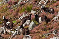 Wild / Domestic goats (Capra hircus) on hillside, Kielder Forest, Redesdale, Northumberland, UK, September 2011