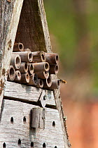 Insect hotel / Artificial nest holes and shelter for insects and invertebrates, in garden, UK, April 2011.