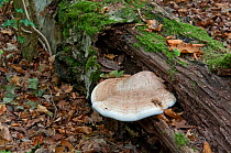 Birch polypore / Razorstrop fungus (Polyporus betulinus) growing on fallen birch log, Sussex, England, UK, October