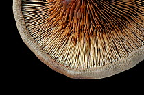 Brown rollrim fungus (Paxillus involutus) mushroom, close-up of gills on underside, Surrey, England, UK, November