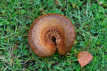 Brown rollrim fungus (Paxillus involutus) mushroom, Surrey, England, UK, November