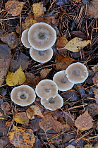 Butter cap mushrooms (Collybia / Rhodocollybia butyracea) UK, November