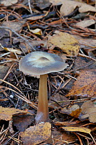 Butter cap mushroom (Collybia / Rhodocollybia butyracea) UK, November