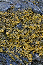 Channelled wrack (Fucus canaliculata) on rock face, at low tide, UK, August