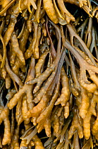 Channelled wrack (Pelvetia canaliculata) showing detail of channel on underside of frond, UK, August