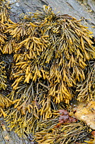 Channelled wrack (Pelvetia canaliculata) growing on rock, UK, August