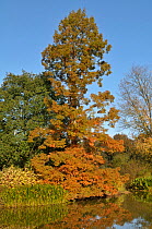 Dawn redwood (Metasequoia glyptostroboides) Botanic Garden, Surrey, England, UK, October 2010