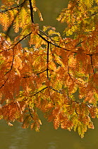 Dawn redwood (Metasequoia glyptostroboides) foliage in autumn, Botanic Garden, Surrey, England, UK, October 2010