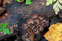 Fluted bird's nest fungus (Cyathus striatus) with peridioles containing spores, Sussex, England, UK, October