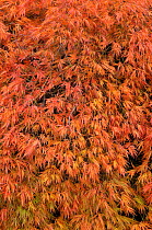 Japanese maple (Acer palmatum) dissectum cultivar with autumnal leaves, UK, October