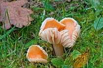 Meadow waxcap (Hygrocybe pratensis) mushrooms, UK, October