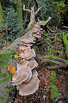 Oyster mushrooms (Pleurotus ostreatus) growing on fallen Beech trunk, Sussex, England, UK, October