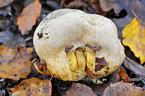 Parasitic bolete (Xerocomus / Pseudoboletus parasiticus) living on Common earthball fungus (Scleroderma citrinum) Sussex, England, October