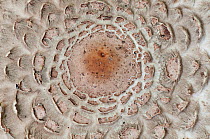 Parasol mushroom (Macrolepiota procera) cap detail, Sussex, England, UK, October