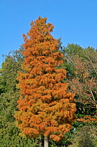 Nodding pond cypress (Taxodium distichum var. imbricarium 'Nutans') tree in autumn, UK, October