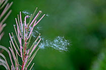 Rosebay willowherb (Chamerion angustifolium angustifolium) seeds blowing from plant, UK, August