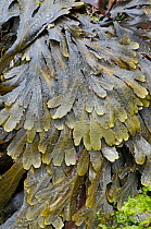 Serrated wrack (Fucus serratus) UK, July
