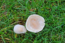 Two Snowy waxcap (Hygrocybe virginea) mushrooms, UK, October