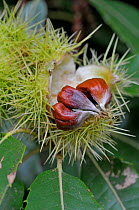 Sweet chestnut (Castanea sativa) spiny cupules containing chestnuts in autumn, Sussex, England, UK, October