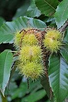 Sweet chestnut (Castanea sativa) spiny cupules, in autumn, Sussex, England, UK, October