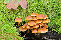 Two-toned pholiota (Kuehneromyces mutabilis) mushrooms, Sussex, England, UK, October