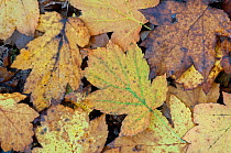 Wild service tree (Sorbus torminalis) leaves on ground in autumn, Sussex, England, UK, October
