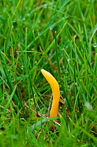 Yellow club fungus (Clavulinopsis helvola) growing in unimproved grassland, Sussex, England, UK, October