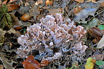 Zoned rosette fungus (Podoscypha multizonata) parasitic on oak, Sussex, Englands, UK, October