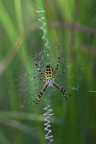 Orb weaver spider (Argiope bruennichi) female on orb web, Dorset, UK, July
