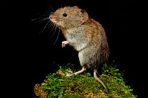 Harvest mouse (Micromys minutus soricinus) juvenile, captive, Dorset, UK, October