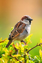 House sparrow (Passer domesticus) male perched,  Dorset, UK, March