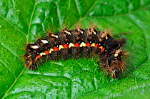 Caterpillar larva of Knot grass moth (Acronicta rumicis) Dorset, UK, September