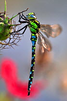 Southern hawker dragonfly (Aeshna cyanea) male at rest, Dorset, UK, October
