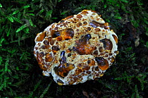 Weeping polypore bracket fungus (Inonotus dryadens) in prime condition, Powerstock Common, Dorset, UK, October