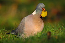 Wood pigeon (Columba palumbus) feeding on windfall apple, Dorset, UK, December