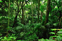 Atlantic rainforest in Tijuca National Park, Rio de Janeiro, Brazil, July 2011