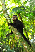 Black / Black horned capuchin monkey (Cebus nigritus) in Atlantic Rainforest, Itatiaia National Park, Rio de Janeiro State, Southeastern Brazil, July