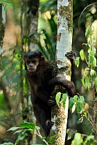 Black / Black horned capuchin monkey (Cebus nigritus) in Atlantic Rainforest, Itatiaia National Park, Rio de Janeiro State, Southeastern Brazil.