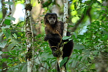 Black Capuchin Monkey, or Black Horned Capuchin Monkey (Cebus nigritus) in the Atlantic Rainforest of Itatiaia National Park, Rio de Janeiro State, Southeastern Brazil.