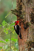 Robust woodpecker (Campephilus robustus) male at nest hole in Atlantic Rainforest, Itatiaia National Park, Rio de Janeiro State, Southeastern Brazil.