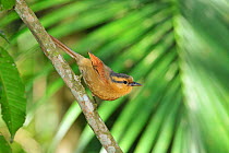 Ochre-breasted foliage-gleaner (Philydor lichtensteini) perched in Atlantic Rainforest, Serrinha do Alambari Environmental Protection Area, Rio de Janeiro State, Southeastern Brazil.