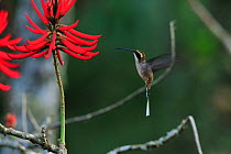 Scale-throated hermit hummingbird (Phaethornis eurynome) hovering at flower of Mulungu tree (Erythrina speciosa) in Atlantic Rainforest, Serrinha do Alambari Environmental Protection Area,  Rio de Jan...